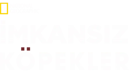 İmkansız Köpekler