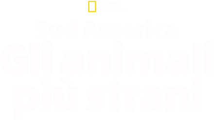 Sud America: Gli animali più strani