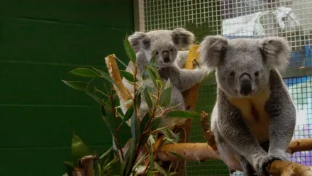 Au cœur du zoo : Tampa