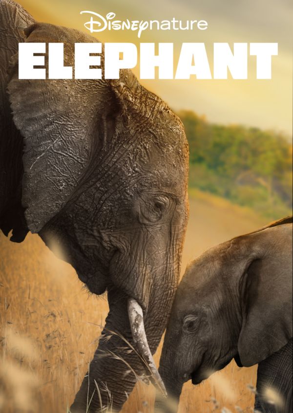 Elephant on Disney+ UK