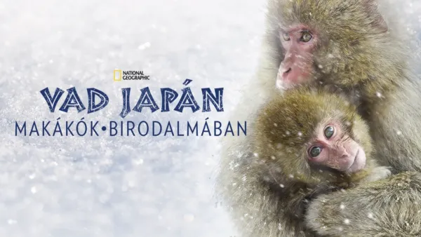thumbnail - Vad Japán: makákók birodalmában