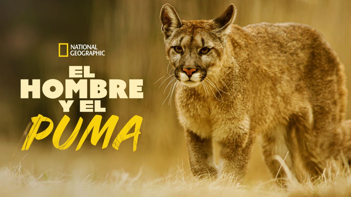 El shop hombre puma