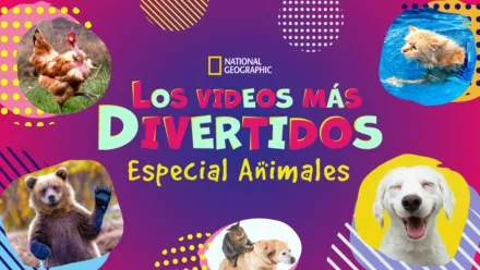 thumbnail - Los videos más divertidos: Especial animales