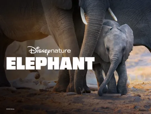 where to watch elephant