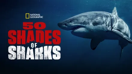 thumbnail - 50 Shades of Sharks