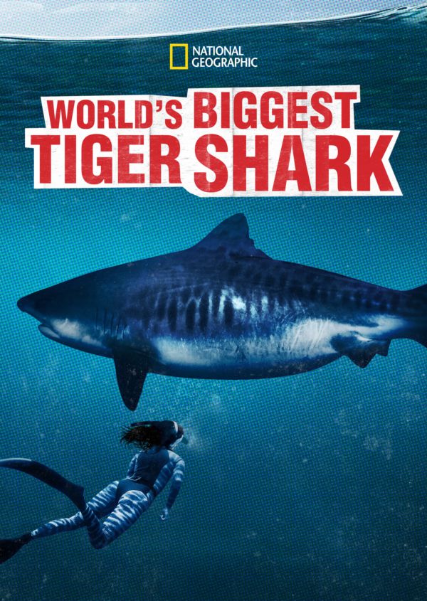 World’s Biggest Tiger Shark? on Disney+ CA