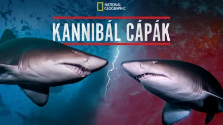 thumbnail - Kannibál cápák