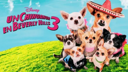thumbnail - Un Chihuahua en Beverly Hills 3