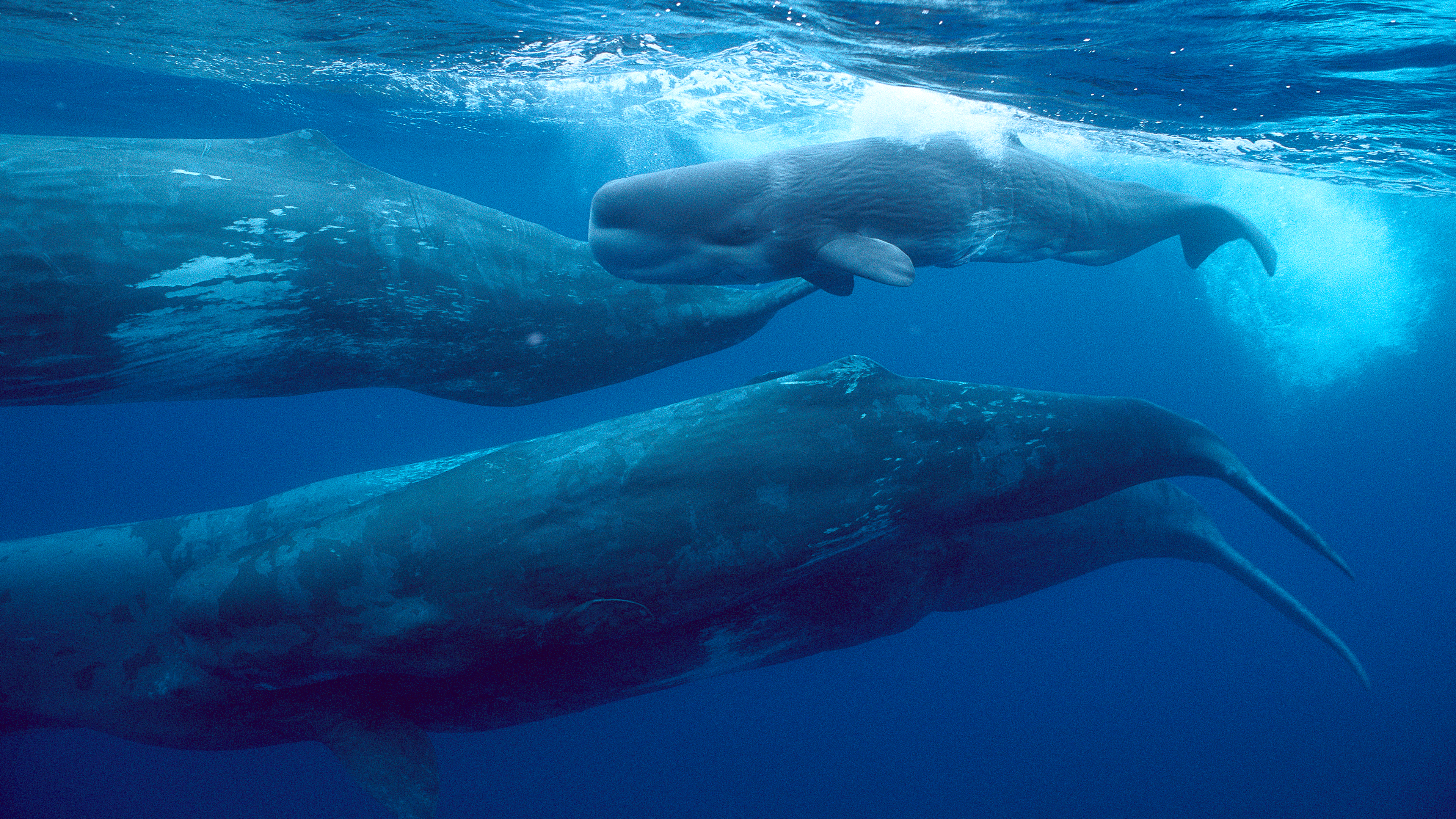 Tajemniczy świat wielorybów