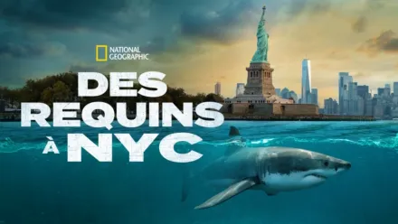 thumbnail - Des requins à NYC