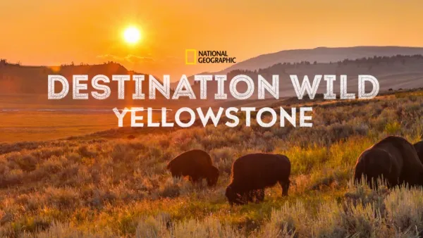 thumbnail - Destination Wild: Yellowstone