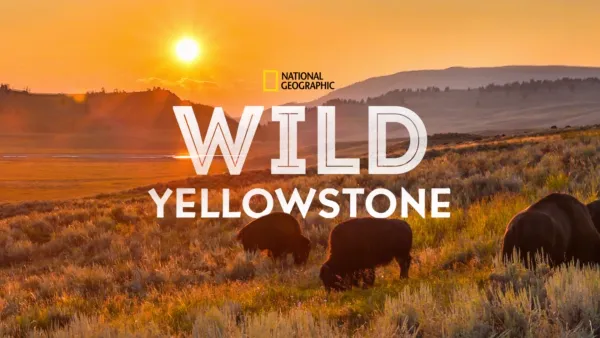 thumbnail - Wild Yellowstone