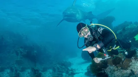 Les plus grands requins-tigres du monde