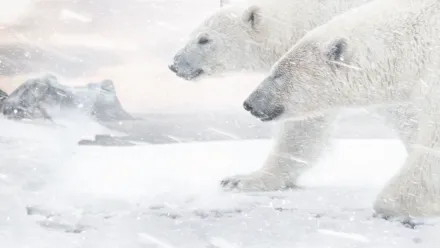 Isbjörnen
