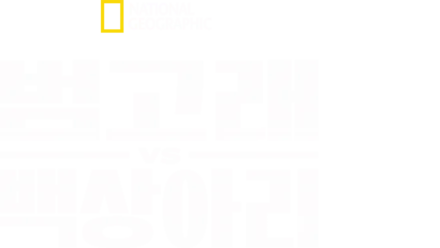 범고래 vs 백상아리