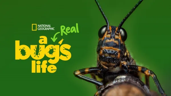thumbnail - A Real Bug's Life