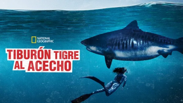 thumbnail - Tiburón tigre al acecho