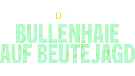 Bullenhaie auf Beutejagd