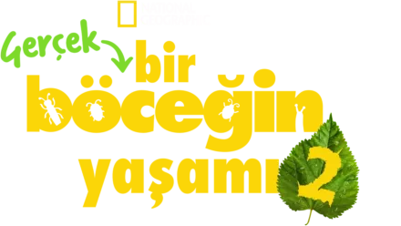 Gerçek Bir Böceğin Yaşamı