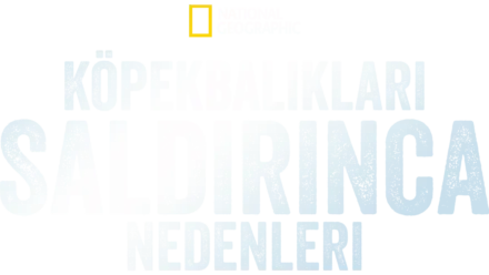 Köpekbalıkları Saldırınca: Neden