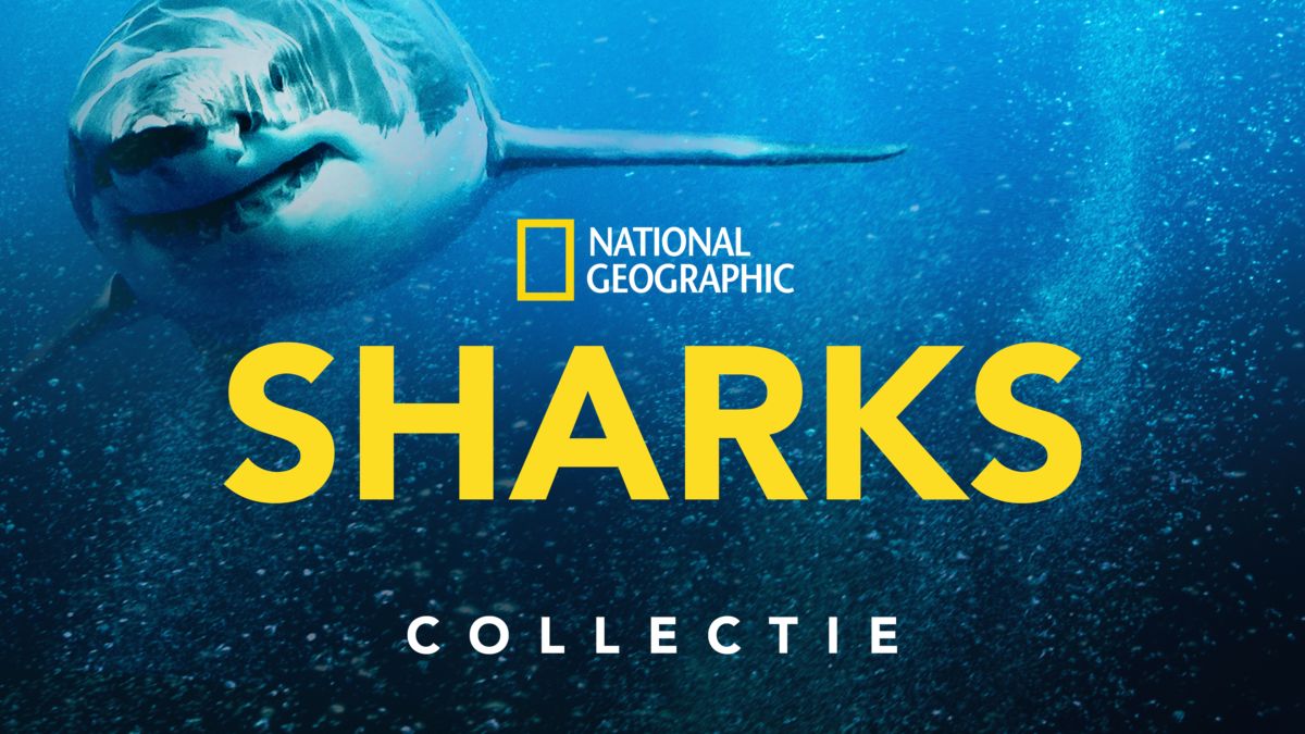 Kijk alles van National Geographic: Sharks | Disney+