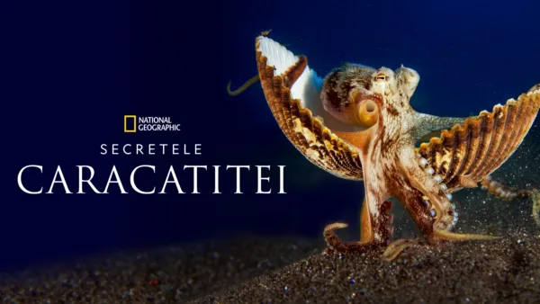 thumbnail - Secretele Caracatiței