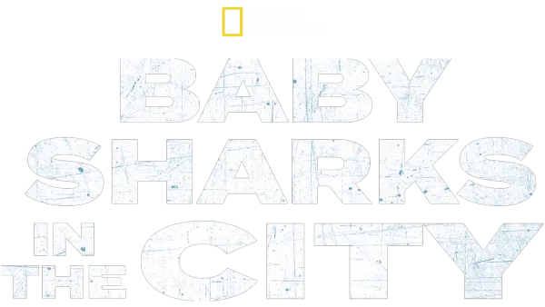 Baby Sharks in the City