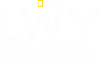 Lwy w koronach drzew