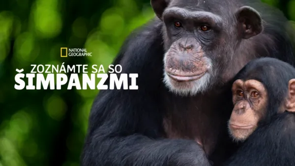 thumbnail - Zoznámte sa so šimpanzmi