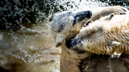 Gli animali più pericolosi: Alaska