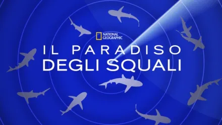 thumbnail - Il paradiso degli squali
