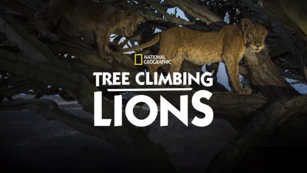 thumbnail - Tree Climbing Lions