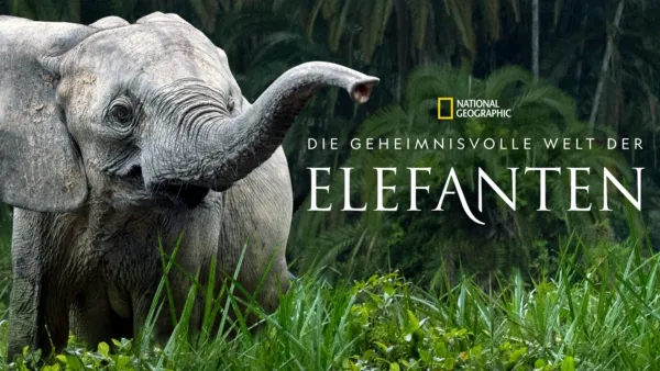 thumbnail - Die geheimnisvolle Welt der Elefanten