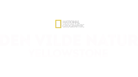 Den vilde natur: Yellowstone
