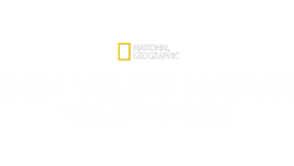 Den vilde natur: Yellowstone