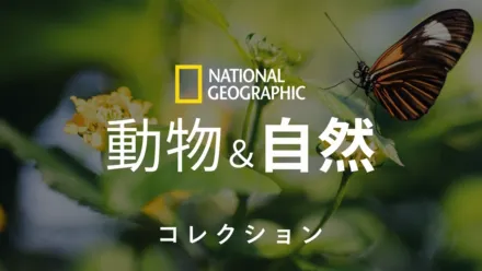 thumbnail - ナショナル ジオグラフィック：動物＆自然