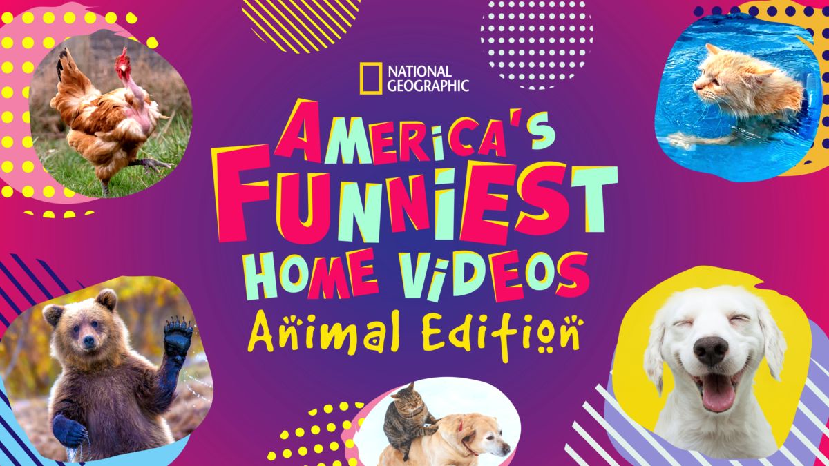 Watch America's Funniest Home Videos: Animal Edition | Disney+