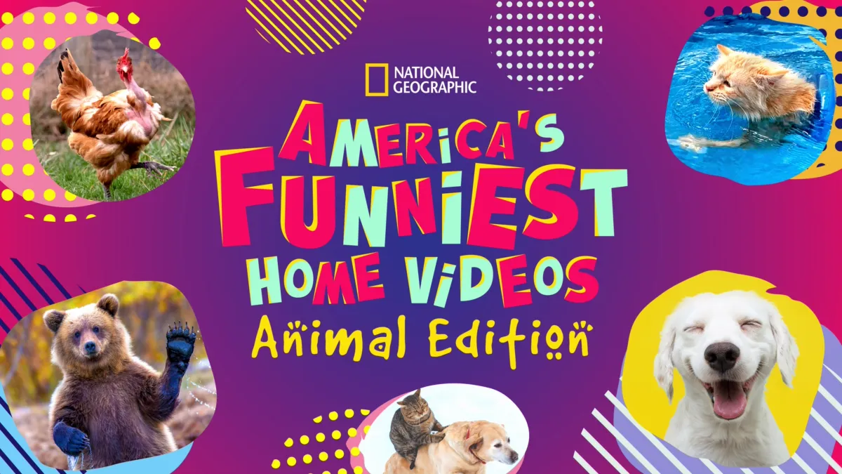 America's funniest animals discount host