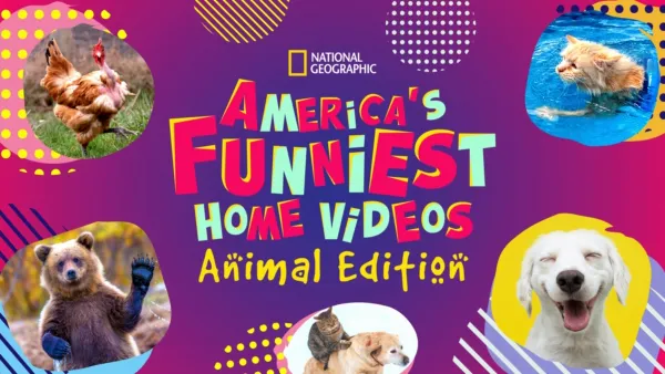 America's funniest home discount videos watch online free