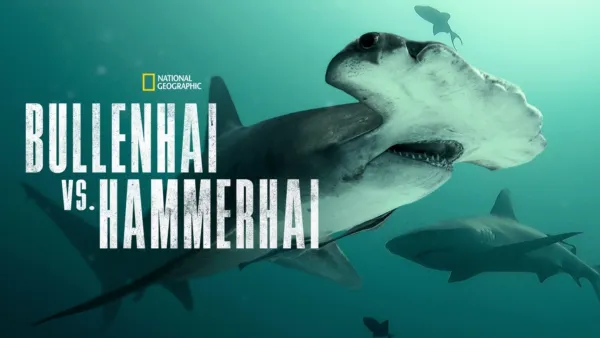 thumbnail - Bullenhai vs. Hammerhai