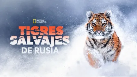 thumbnail - Tigres salvajes de Rusia