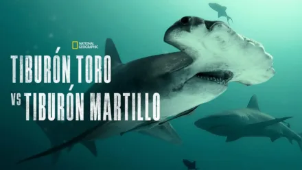 thumbnail - Tiburón toro vs. tiburón martillo