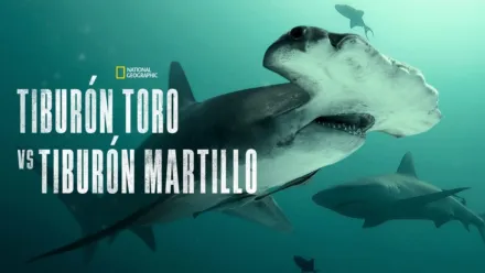 thumbnail - Tiburón toro vs tiburón martillo