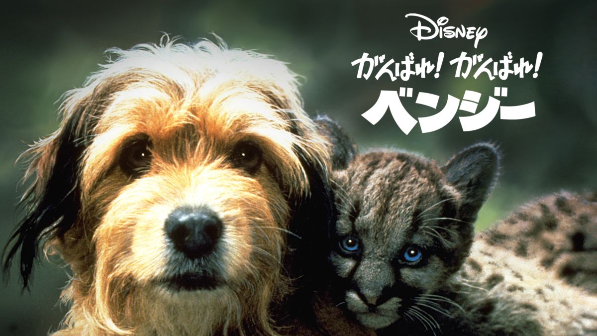 がんばれ がんばれ ベンジーを視聴 全編 Disney ディズニープラス