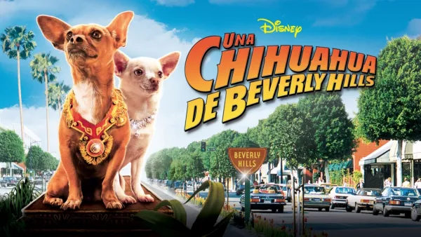 thumbnail - Una chihuahua de Beverly Hills