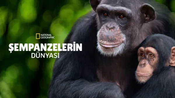 thumbnail - Şempanzelerin Dünyası