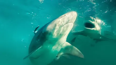 Bull shark clearance watch