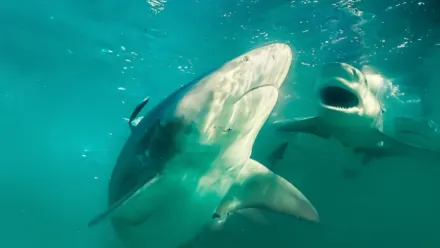 Bull Shark vs. Hammerhead