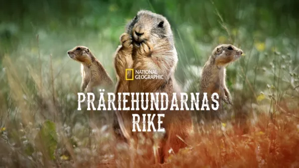 thumbnail - Präriehundarnas rike