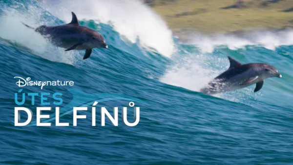 thumbnail - Útes delfínů